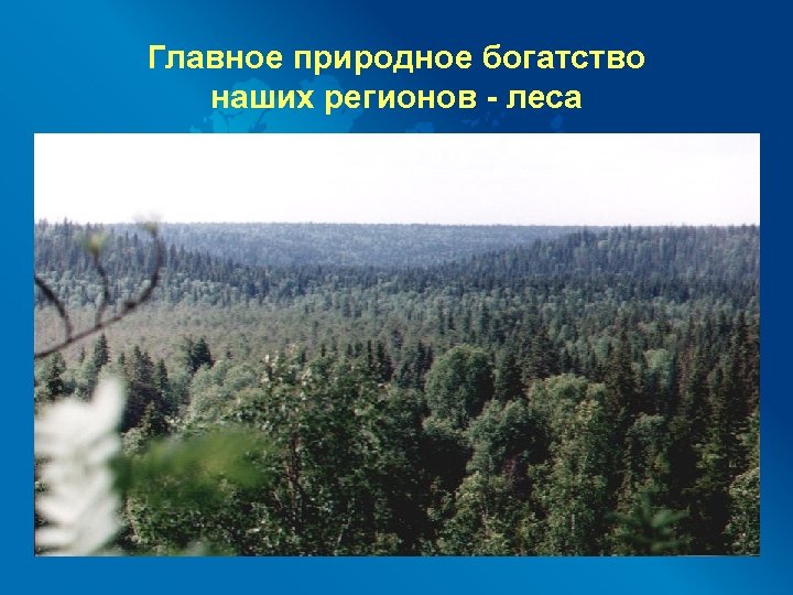 Главное природное богатство наших регионов - леса 