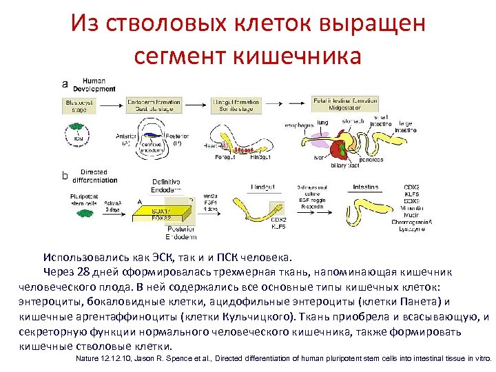 Из стволовых клеток выращен сегмент кишечника Использовались как ЭСК, так и и ПСК человека.