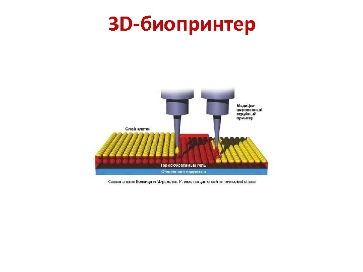 3 D-биопринтер 