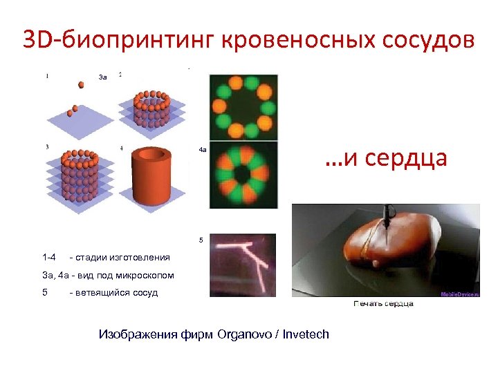 Состояние тканей