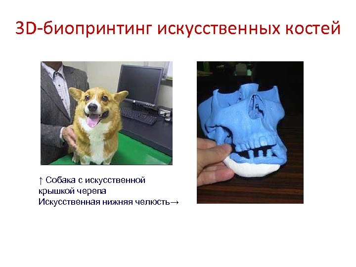 3 D-биопринтинг искусственных костей ↑ Собака с искусственной крышкой черепа Искусственная нижняя челюсть→ 