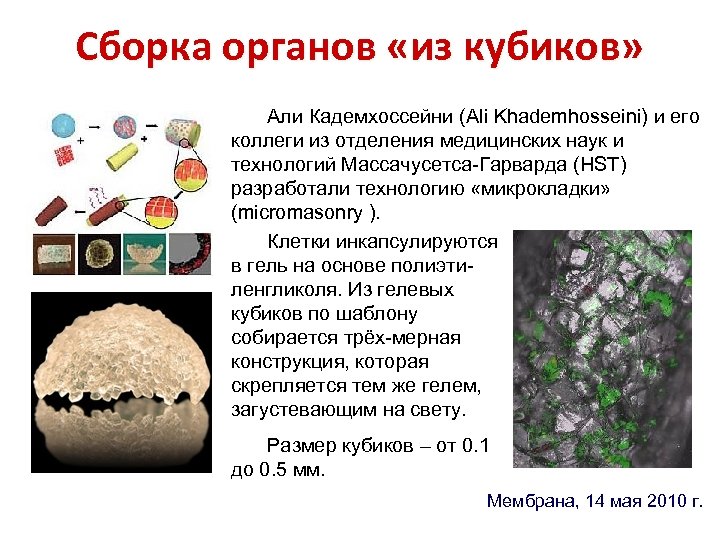 Сборка органов «из кубиков» Али Кадемхоссейни (Ali Khademhosseini) и его коллеги из отделения медицинских