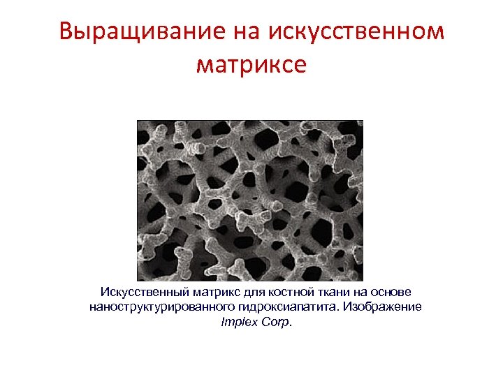 Выращивание на искусственном матриксе Искусственный матрикс для костной ткани на основе наноструктурированного гидроксиапатита. Изображение