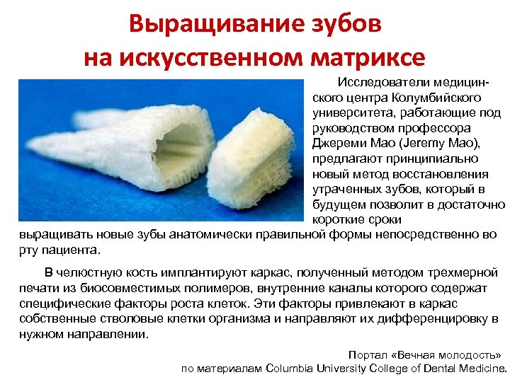 Выращивание зубов на искусственном матриксе Исследователи медицинского центра Колумбийского университета, работающие под руководством профессора