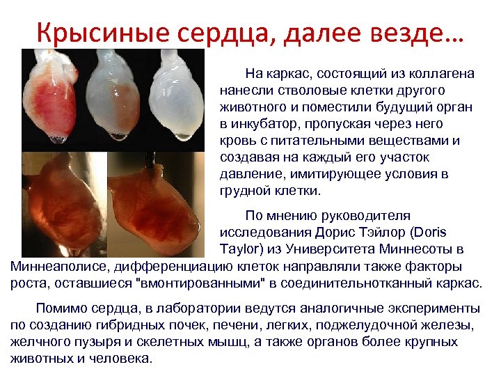 Крысиные сердца, далее везде… На каркас, состоящий из коллагена нанесли стволовые клетки другого животного