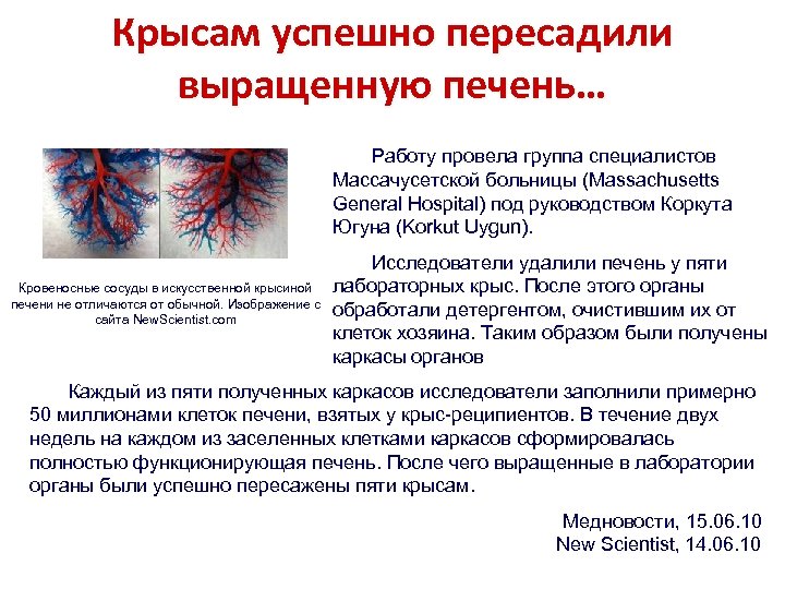 Крысам успешно пересадили выращенную печень… Работу провела группа специалистов Массачусетской больницы (Massachusetts General Hospital)