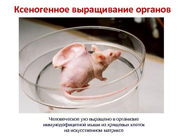 Ксеногенное выращивание органов Человеческое ухо выращено в организме иммунодефицитной мыши из хрящевых клеток на