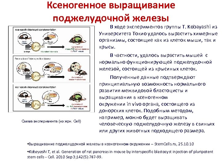 Ксеногенное выращивание поджелудочной железы В ходе экспериментов группы T. Kobayashi из Университета Токио удалось