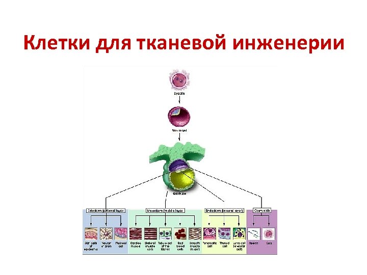 Клетки для тканевой инженерии 