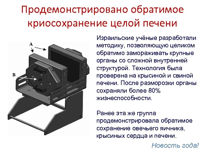 Продемонстрировано обратимое криосохранение целой печени Израильские учёные разработали методику, позволяющую целиком обратимо замораживать крупные