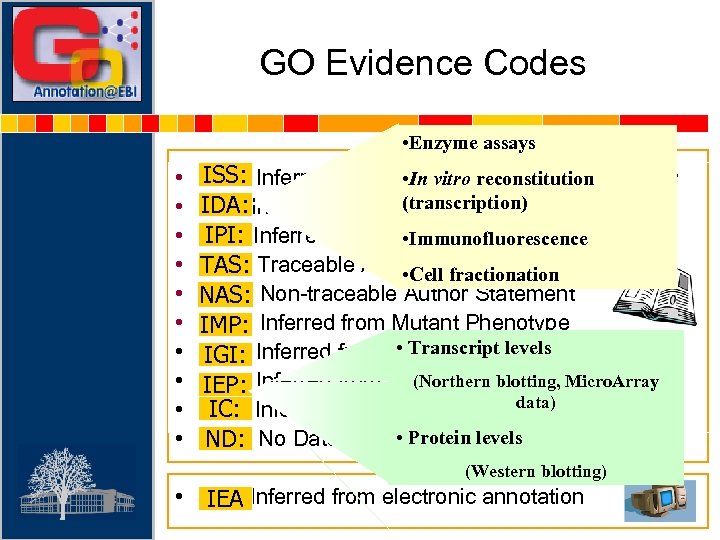 GO Evidence Codes • Enzyme assays • • • ISS: • In vitro reconstitution