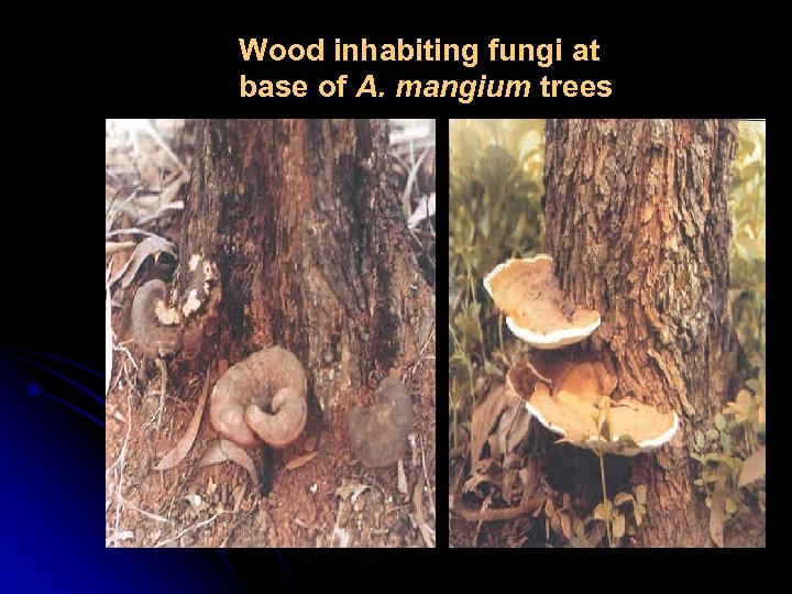 Wood inhabiting fungi at base of A. mangium trees 