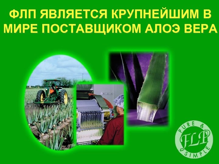 ФЛП ЯВЛЯЕТСЯ КРУПНЕЙШИМ В МИРЕ ПОСТАВЩИКОМ АЛОЭ ВЕРА 