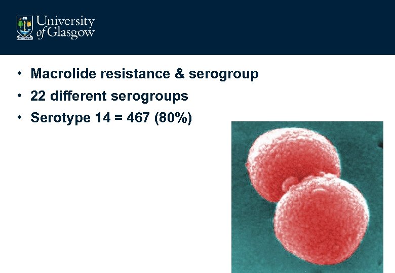  • Macrolide resistance & serogroup • 22 different serogroups • Serotype 14 =
