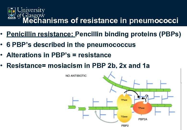 Mechanisms of resistance in pneumococci • Penicillin resistance: Pencillin binding proteins (PBPs) • 6