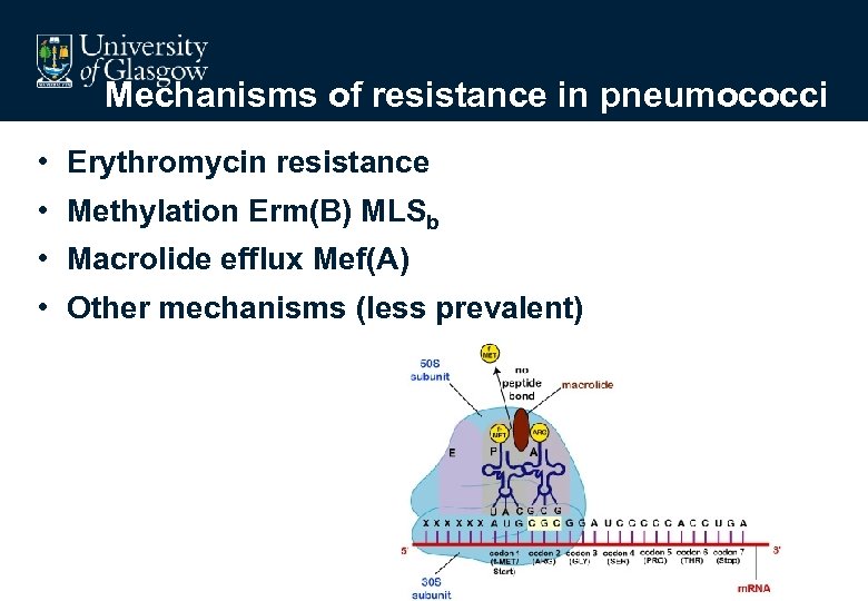 Mechanisms of resistance in pneumococci • Erythromycin resistance • Methylation Erm(B) MLSb • Macrolide