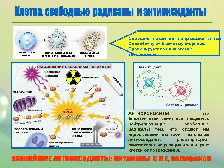 Свободные радикалы. Образование свободных радикалов в организме. Влияние свободных радикалов на клетки. Механизмы образования свободных радикалов в организме. Нейтрализация свободных радикалов.