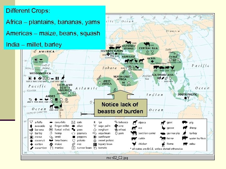 Different Crops: Africa – plantains, bananas, yams Americas – maize, beans, squash India –