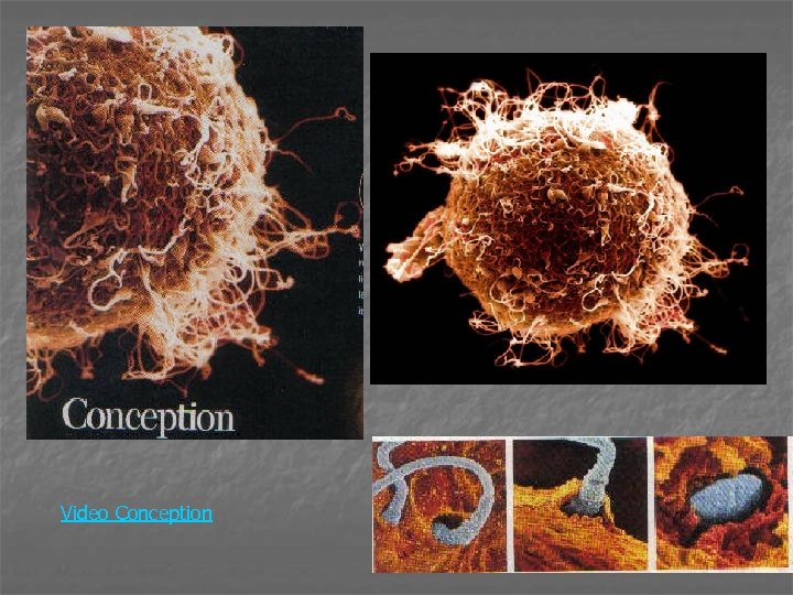 Video Conception 