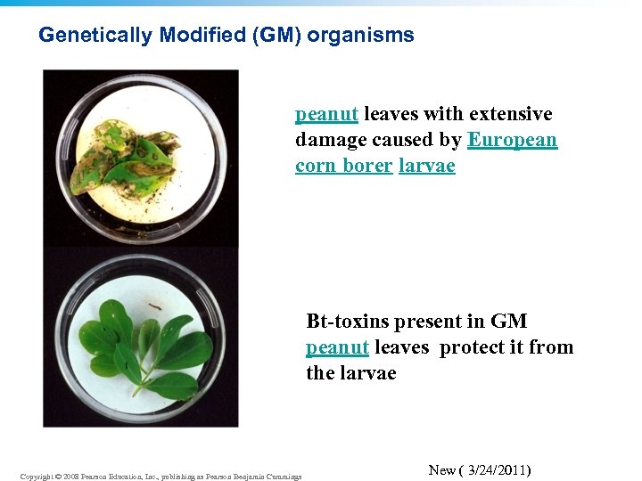 Genetically Modified (GM) organisms peanut leaves with extensive damage caused by European corn borer