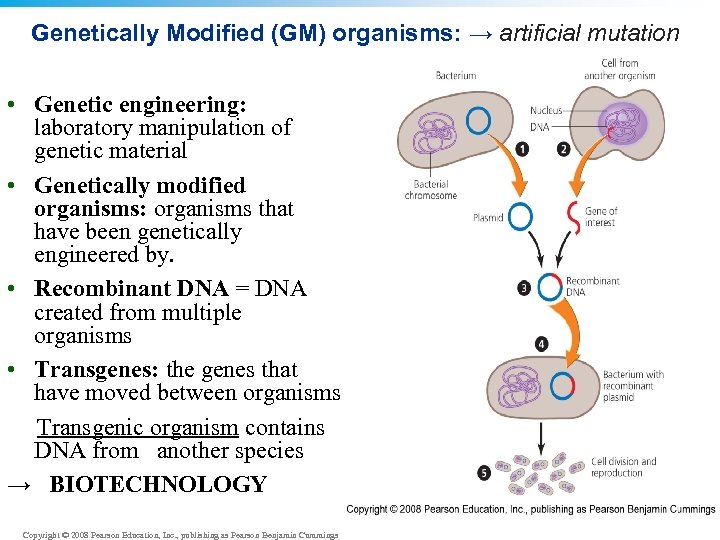 Genetically Modified (GM) organisms: → artificial mutation • Genetic engineering: laboratory manipulation of genetic