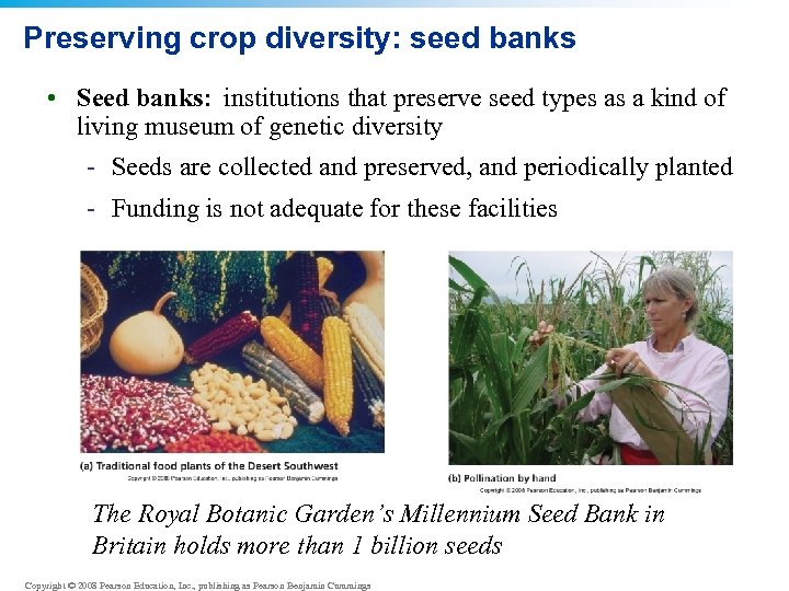 Preserving crop diversity: seed banks • Seed banks: institutions that preserve seed types as