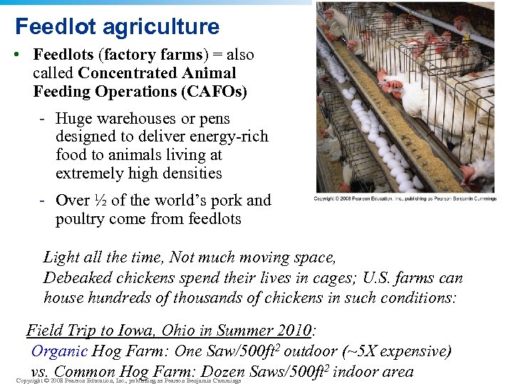Feedlot agriculture • Feedlots (factory farms) = also called Concentrated Animal Feeding Operations (CAFOs)