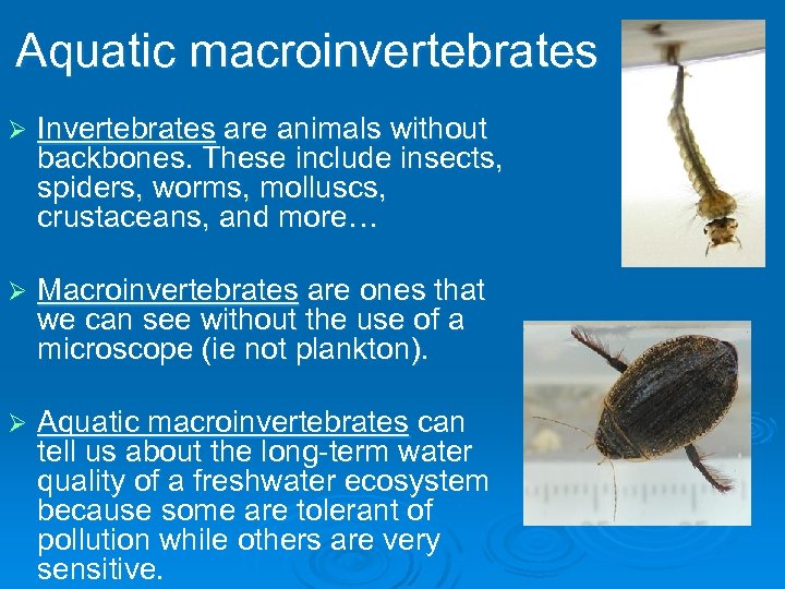 Aquatic macroinvertebrates Ø Invertebrates are animals without backbones. These include insects, spiders, worms, molluscs,