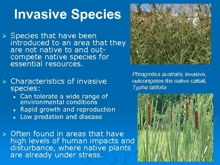 Invasive Species Ø Ø Species that have been introduced to an area that they