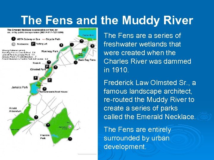 The Fens and the Muddy River The Fens are a series of freshwater wetlands