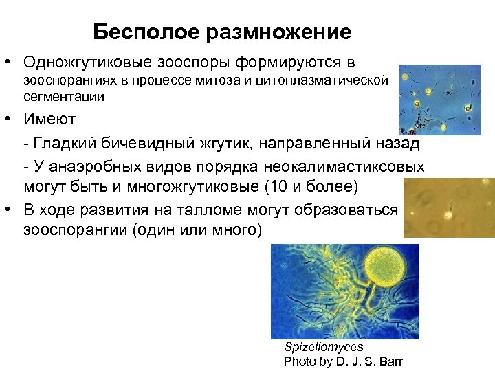 Бесполое размножение • Одножгутиковые зооспоры формируются в зооспорангиях в процеcсе митоза и цитоплазматической сегментации
