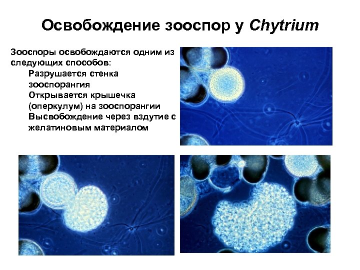 Зооспоры. Подвижные зооспоры. Стадия подвижной зооспоры. Зооспоры грибов.