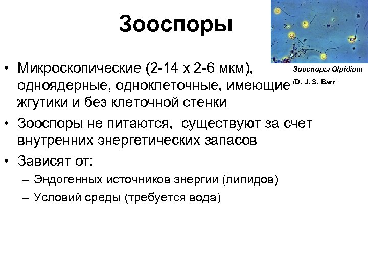 Зооспоры Olpidium • Микроскопические (2 -14 x 2 -6 мкм), одноядерные, одноклеточные, имеющие /D.