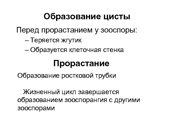 Образование цисты Перед прорастанием у зооспоры: – Теряется жгутик – Образуется клеточная стенка Прорастание