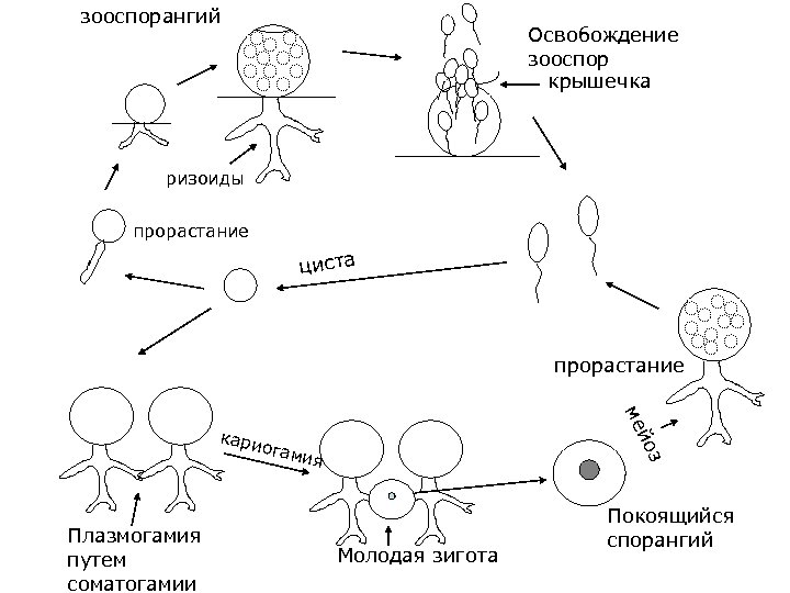 зооспорангий Освобождение зооспор крышечка ризоиды прорастание циста прорастание Плазмогамия путем соматогамии ия з огам