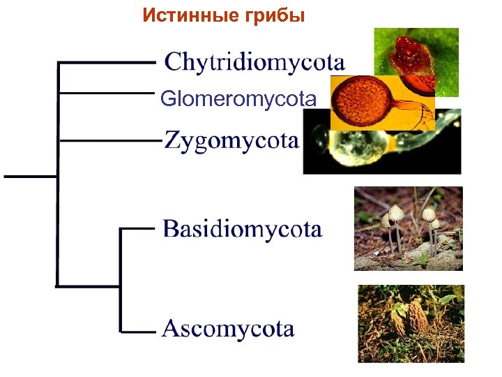 Истинные грибы Glomeromycota 