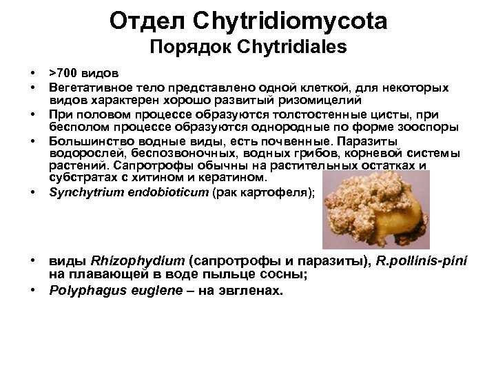 Отдел Сhytridiomycota Порядок Chytridiales • • • >700 видов Вегетативное тело представлено одной клеткой,