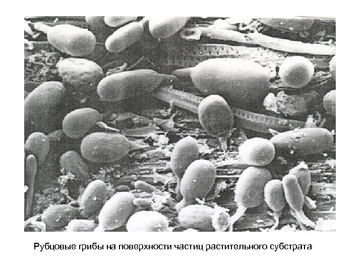 Рубцовые грибы на поверхности частиц растительного субстрата 