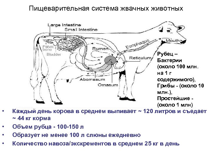 Пищеварительная система млекопитающих схема цепочка