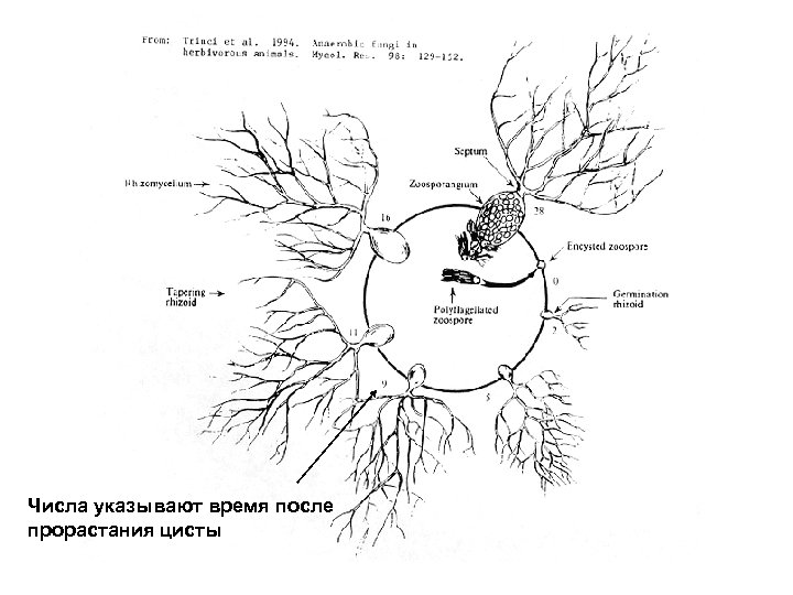 Числа указывают время после прорастания цисты 