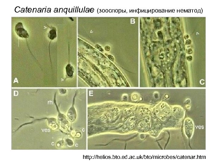 Catenaria anquillulae (зооспоры, инфицирование нематод) http: //helios. bto. ed. ac. uk/bto/microbes/catenar. htm 