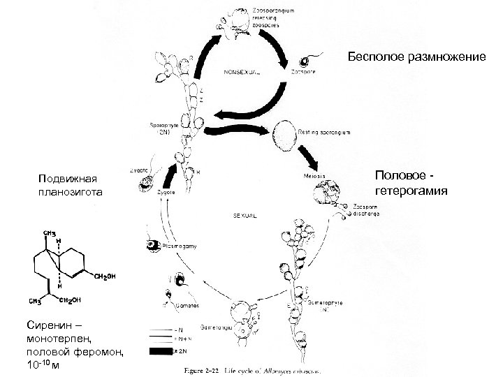 Бесполое размножение Подвижная планозигота Сиренин – монотерпен, половой феромон, 10 -10 м Половое гетерогамия