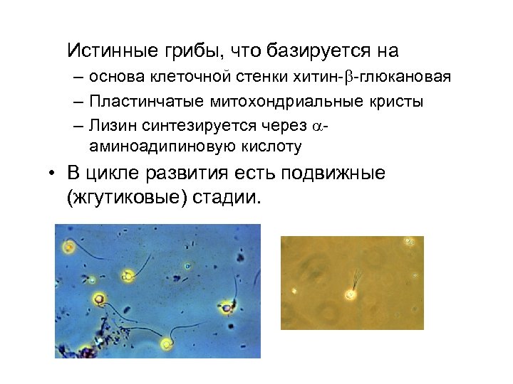 Истинные грибы, что базируется на – основа клеточной стенки хитин- -глюкановая – Пластинчатые митохондриальные
