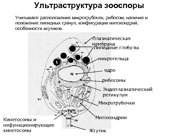 Ультраструктура зооспоры Учитывают расположение микротрубочек, рибосом, наличие и положение липидных гранул, конфигурации митохондрий, особенности