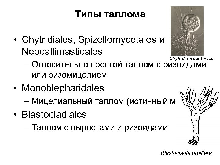 Типы таллома • Chytridiales, Spizellomycetales и Neocallimasticales Chytridium confervae – Относительно простой таллом с