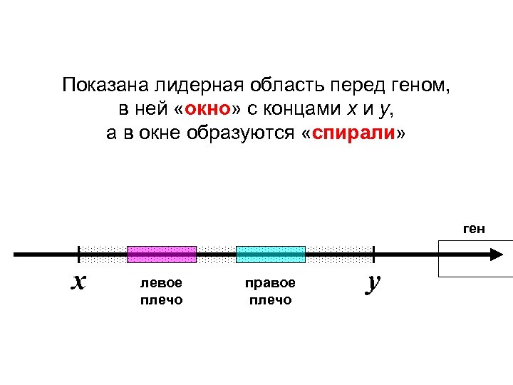 Показана лидерная область перед геном, в ней «окно» с концами x и y, а