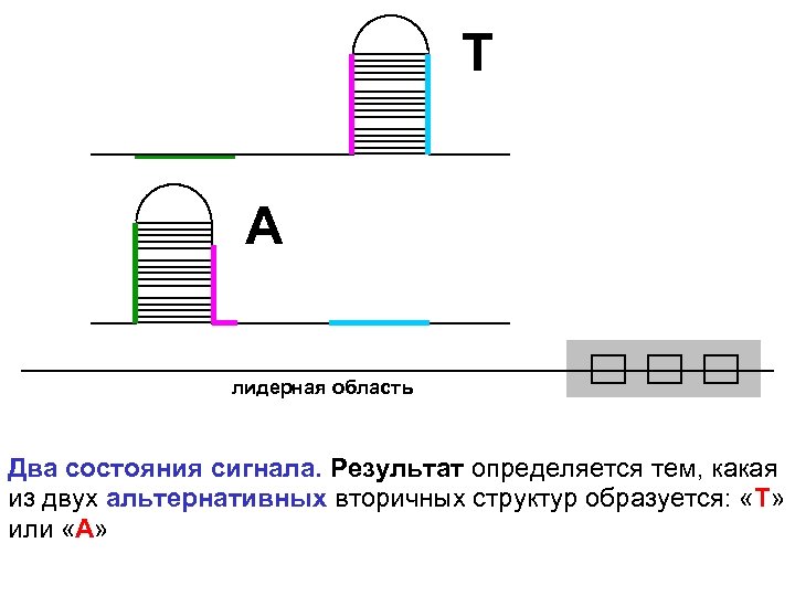 T A лидерная область Два состояния сигнала. Результат определяется тем, какая из двух альтернативных