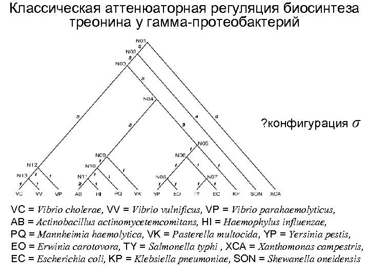 Классическая аттенюаторная регуляция биосинтеза треонина у гамма-протеобактерий ? конфигурация σ VC = Vibrio cholerae,