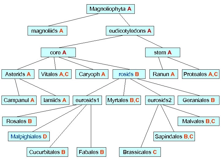 Magnoliophyta A magnoliids A eudicotyledons A core A Asterids A Vitales A, C Campanul
