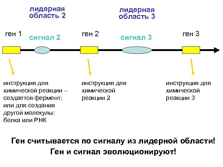 лидерная область 2 лидерная область 3 ген 1 сигнал 2 ген 2 инструкция для